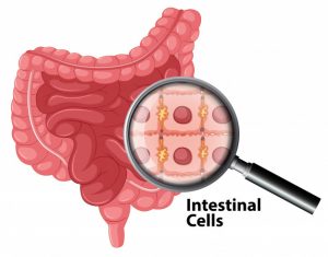 Cellules intestinales